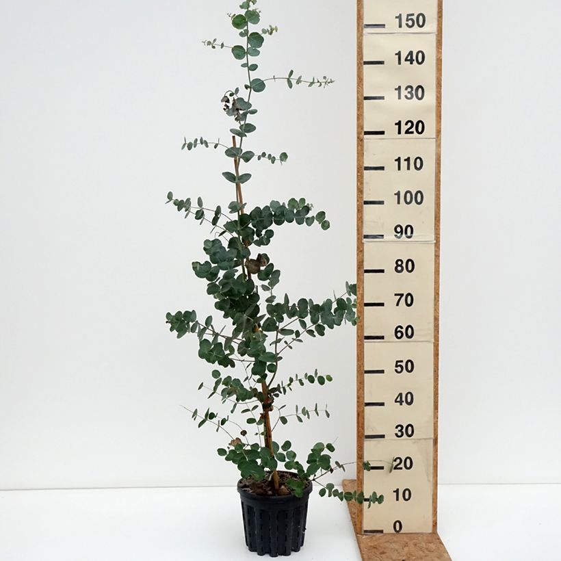Spécimen de Eucalyptus goniocalyx Dwarf form - Eucalyptus goniocalyx forme naine Pot de 4L/5L, Pot anti-chignon tel que livré en automne