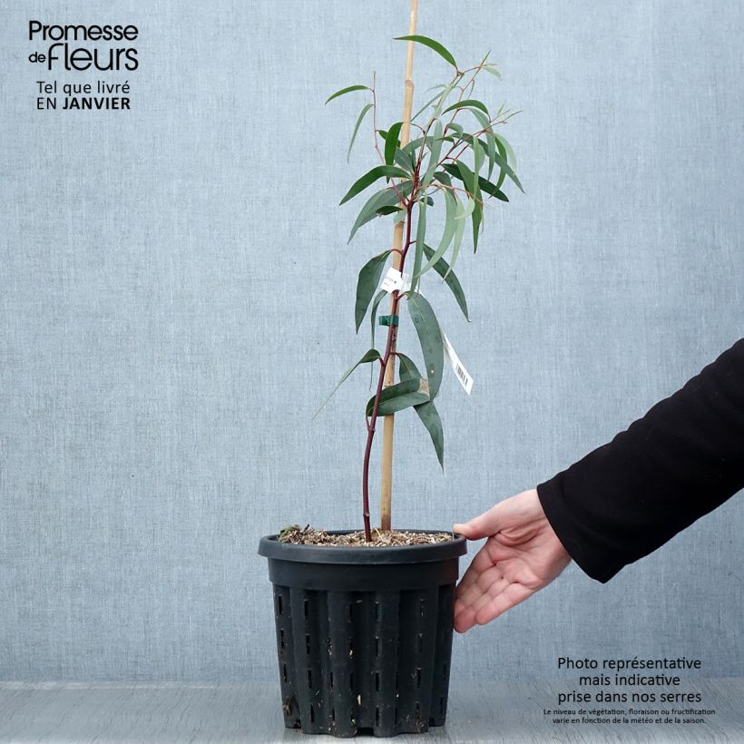 Spécimen de Eucalyptus gregsoniana ou pauciflora var. nana - Gommier des neiges Pot de 3L/4L tel que livré en hiver