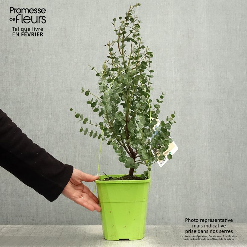 Spécimen de Eucalyptus gunnii Azura - Gommier cidre Pot de 3L/4L tel que livré en hiver