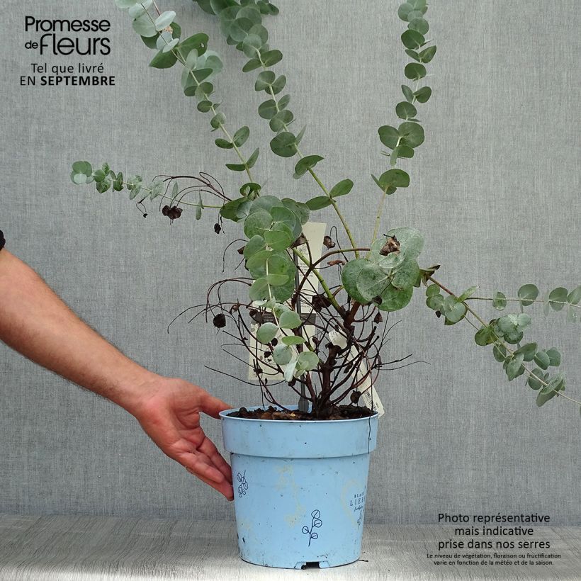 Spécimen de Eucalyptus gunnii Blaue Liebe - Gommier cidre Pot de 6L/7L tel que livré en automne