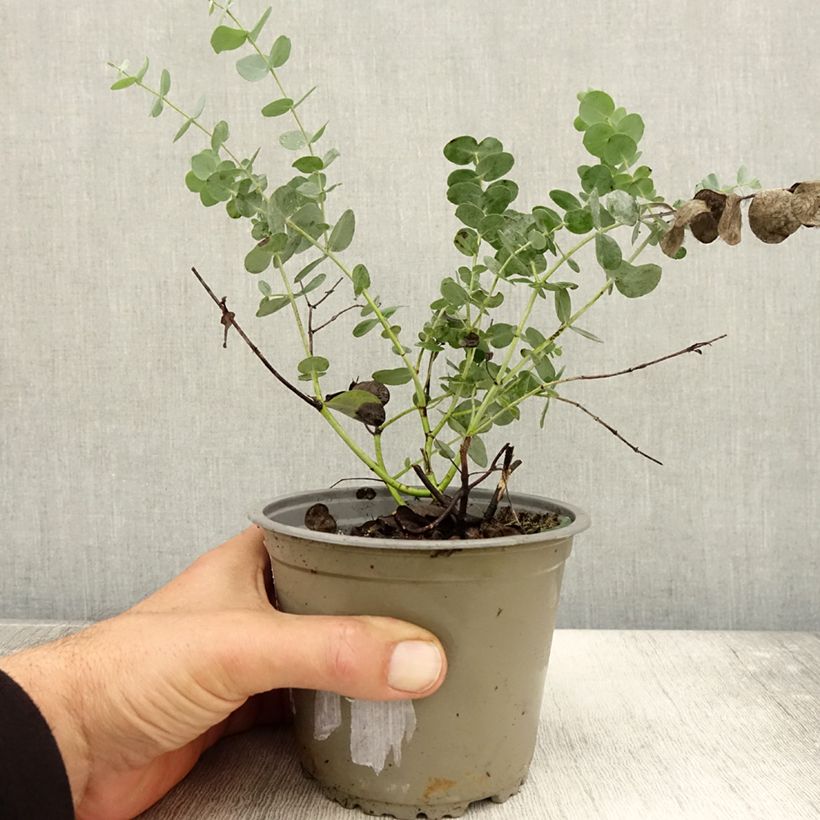 Spécimen de Eucalyptus gunnii - Gommier cidre Pot de 1L/1,5L tel que livré en automne