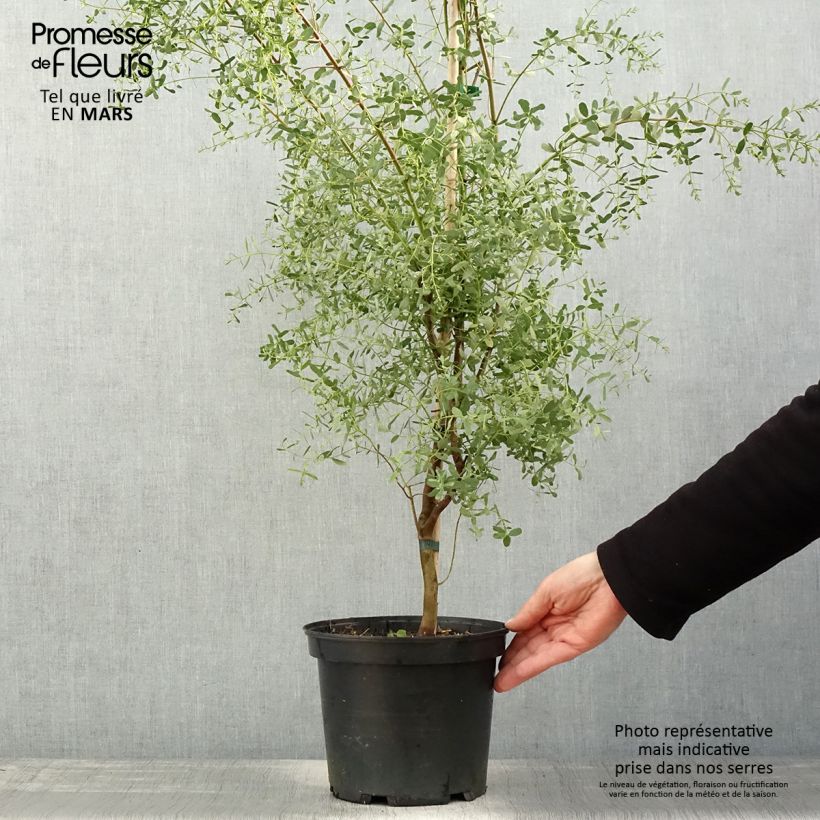 Spécimen de Eucalyptus gunnii France Bleu Rengun - Gommier cidre Pot de 3L/4L tel que livré au printemps