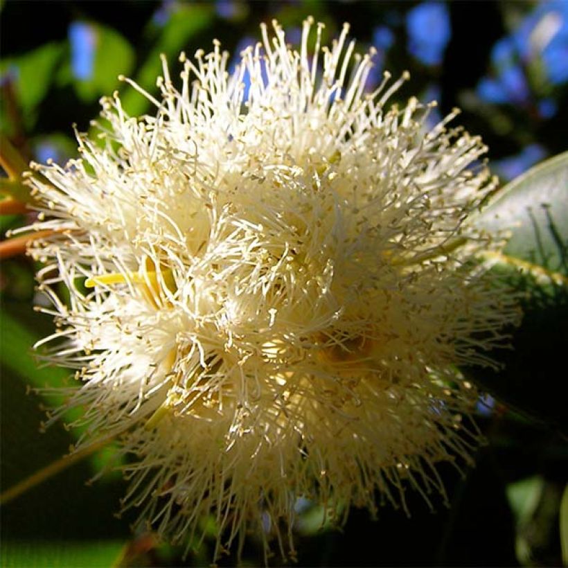 Eucalyptus gunnii France Bleu Rengun - Gommier cidre (Floraison)