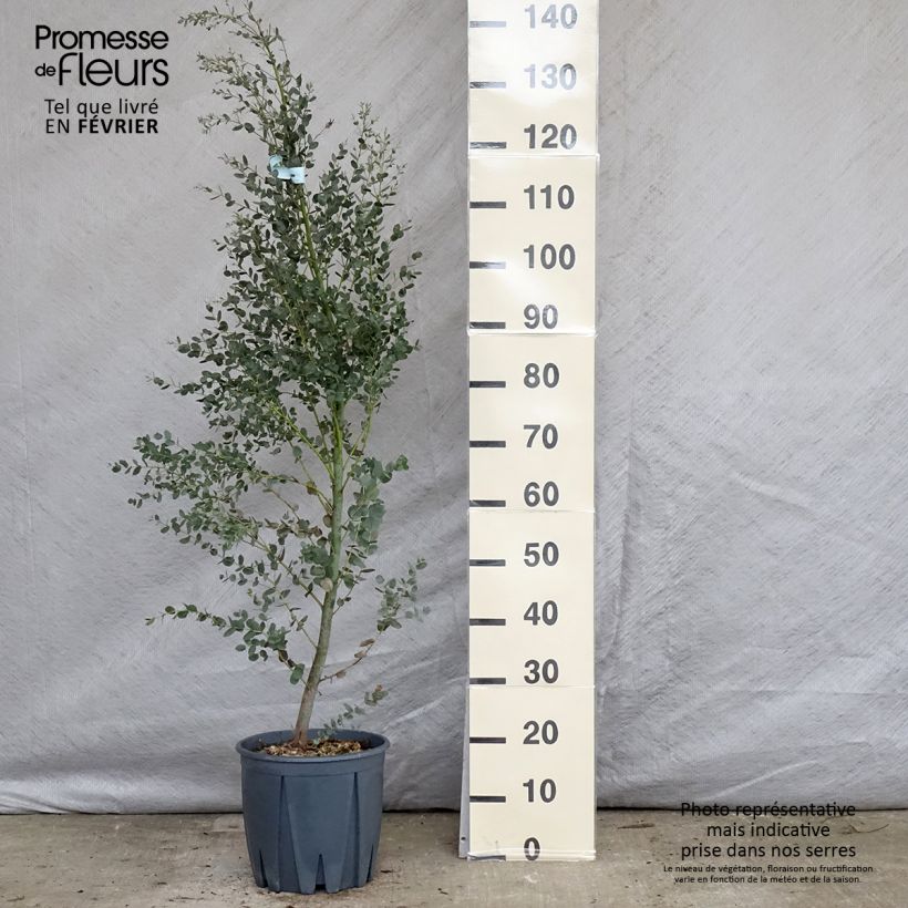 Spécimen de Eucalyptus gunnii France Bleu Rengun - Gommier cidre Pot de 7,5L/10L tel que livré en hiver