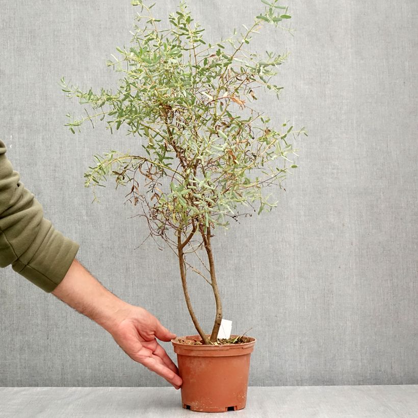 Spécimen de Eucalyptus gunnii France Bleu Rengun - Gommier cidre Pot de 1,5L/2L tel que livré en automne