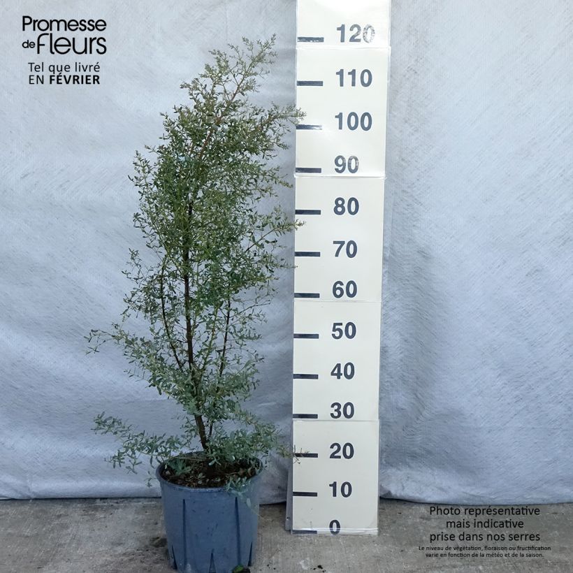 Spécimen de Eucalyptus gunnii Silverana - Gommier cidre Pot de 4L/5L tel que livré en hiver