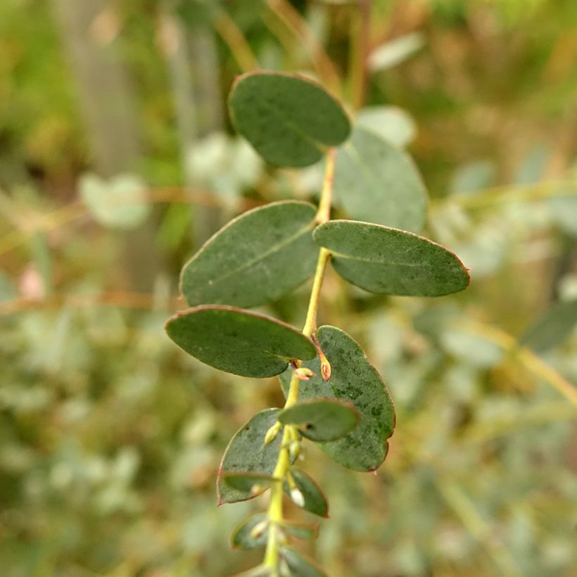 Eucalyptus gunnii Silverana - Gommier cidre (Feuillage)