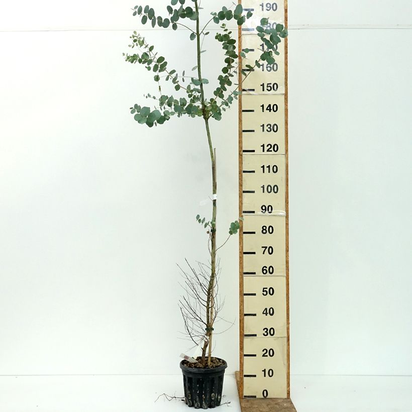 Spécimen de Eucalyptus gunnii subsp. divaricata - Gommier cidre de Miena Pot de 4L/5L, Pot anti-chignon tel que livré en été