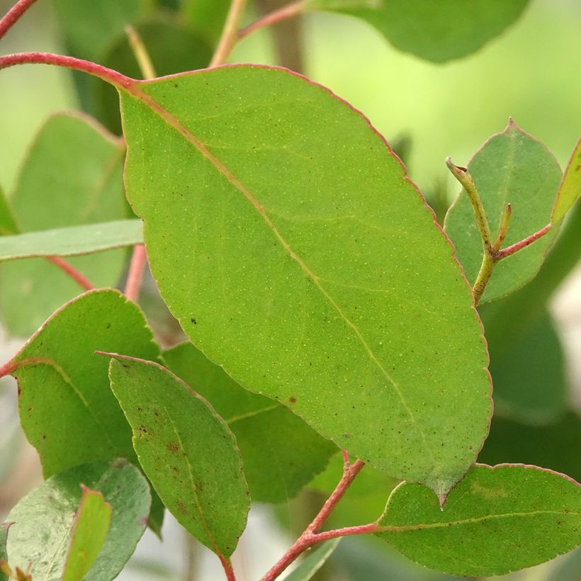 Eucalyptus johnstonii - Gommier jaune de Tasmanie (Feuillage)