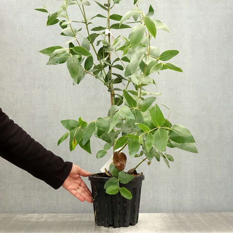 Spécimen de Eucalyptus kitsoniana - Gommier du Gippsland  Pot de 4L/5L, Pot anti-chignon tel que livré en automne