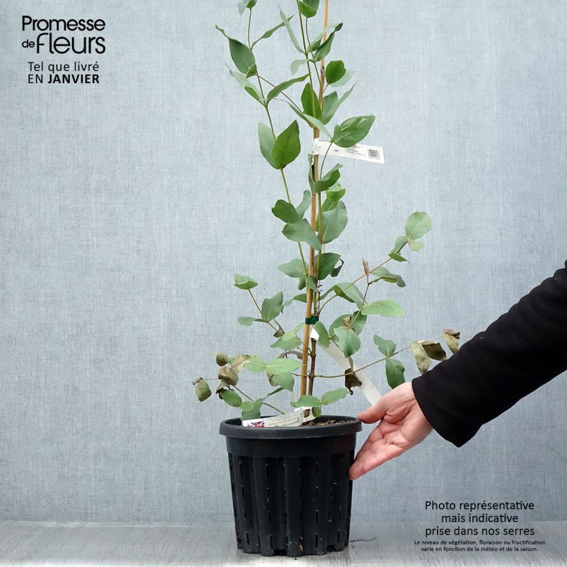 Spécimen de Eucalyptus kitsoniana - Gommier du Gippsland  Pot de 4L/5L, Pot anti-chignon tel que livré en hiver
