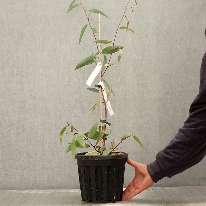 Spécimen de Eucalyptus lacrimans - Gommier des neiges pleureur Pot de 4L/5L, Pot anti-chignon tel que livré en automne