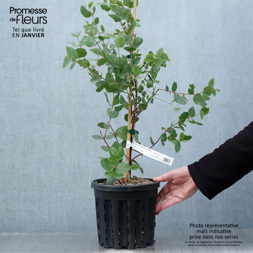 Spécimen de Eucalyptus leucoxylon Rosea Pot de 4L/5L, Pot anti-chignon tel que livré en hiver