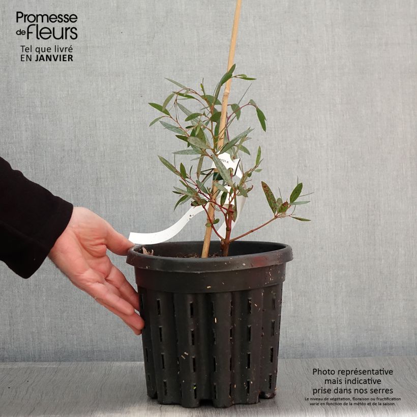 Spécimen de Eucalyptus mitchelliana - Gommier de Mount Buffalo Pot de 4L/5L, Pot anti-chignon tel que livré en hiver