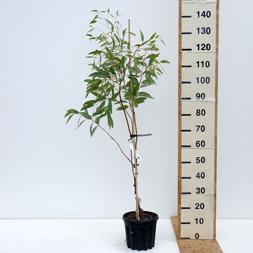 Spécimen de Eucalyptus mitchelliana - Gommier de Mount Buffalo Pot de 4L/5L, Pot anti-chignon tel que livré en automne