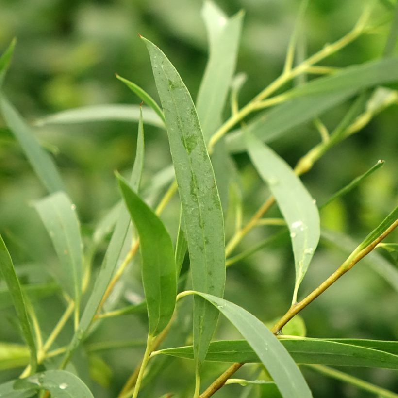 Eucalyptus moorei subsp. moorei (Feuillage)