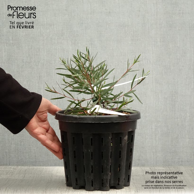 Spécimen de Eucalyptus moorei subsp. moorei Pot de 4L/5L, Pot anti-chignon tel que livré en hiver