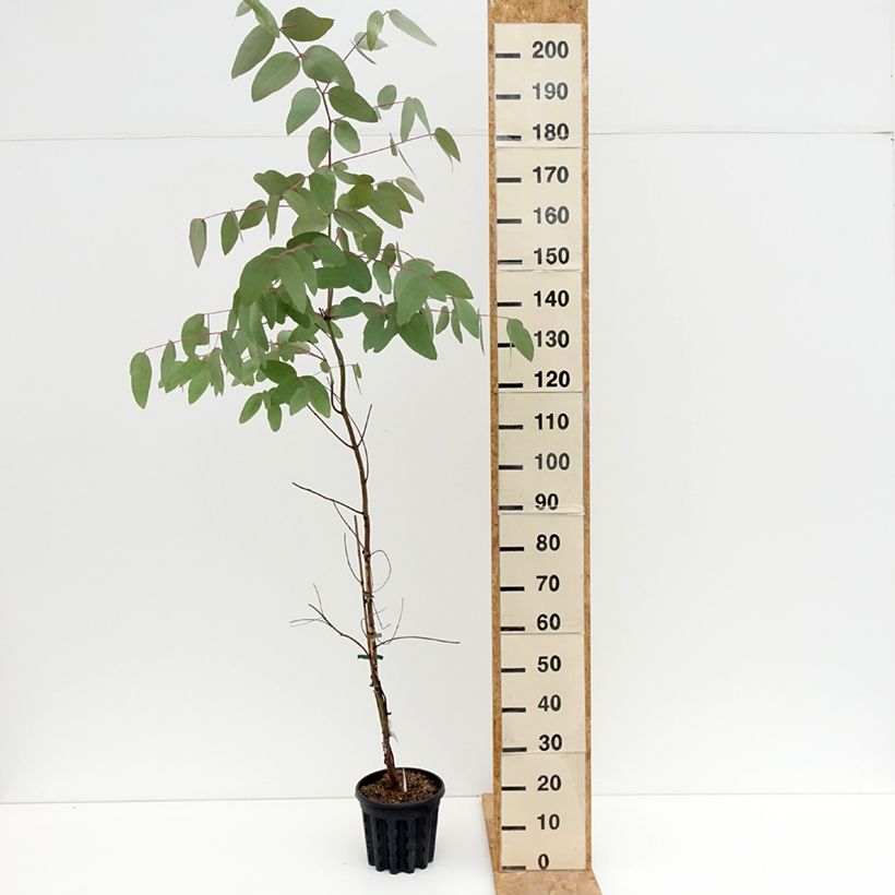 Spécimen de Eucalyptus nitens - Gommier brillant Pot de 4L/5L, Pot anti-chignon tel que livré en été