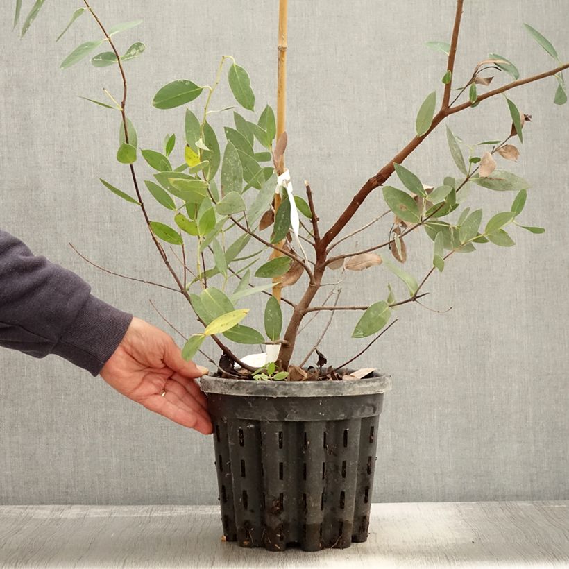 Spécimen de Eucalyptus nitida - Gommier menthe de Smithton Pot de 4L/5L, Pot anti-chignon tel que livré en automne