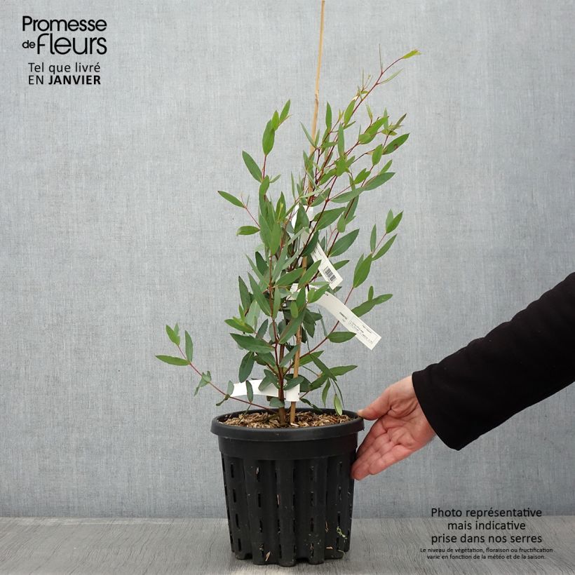 Spécimen de Eucalyptus nitida - Gommier menthe de Smithton Pot de 4L/5L, Pot anti-chignon tel que livré en hiver