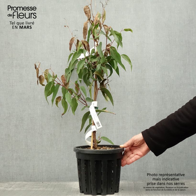 Spécimen de Eucalyptus obliqua - Eucalyptus géant Pot de 4L/5L, Pot anti-chignon tel que livré au printemps
