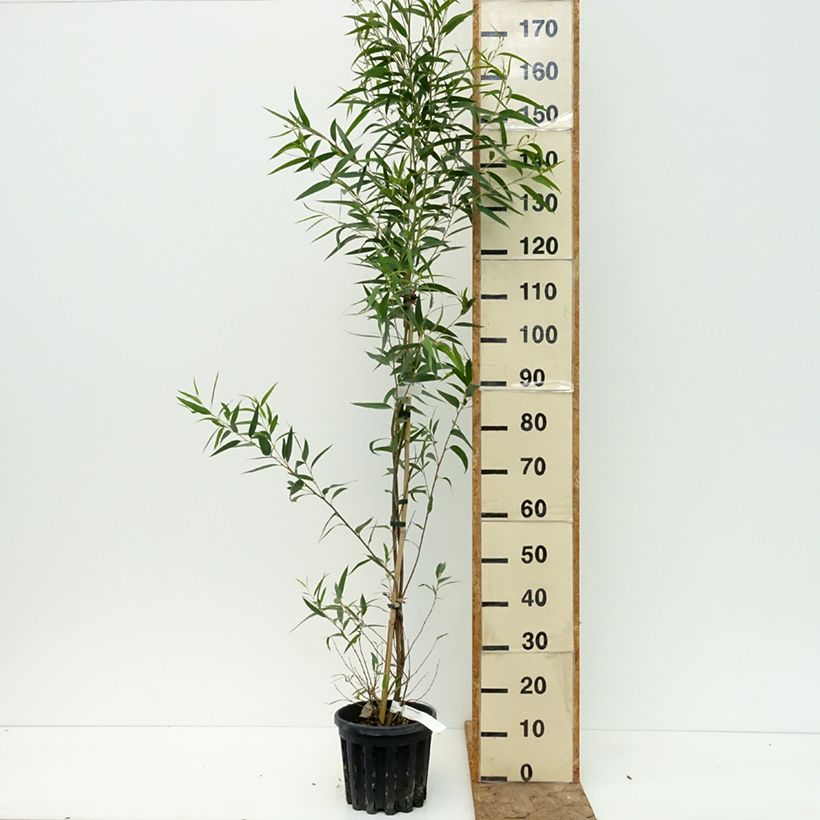 Spécimen de Eucalyptus paliformis - Eucalyptus de Wadbilliga Pot de 4L/5L, Pot anti-chignon tel que livré en été