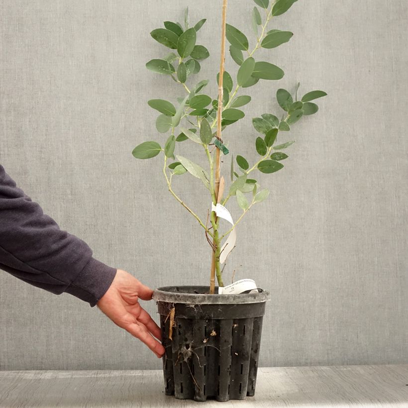 Spécimen de Eucalyptus pauciflora subsp. niphophila Mt Bogong - Gommier des neiges Pot de 4L/5L, Pot anti-chignon tel que livré en automne