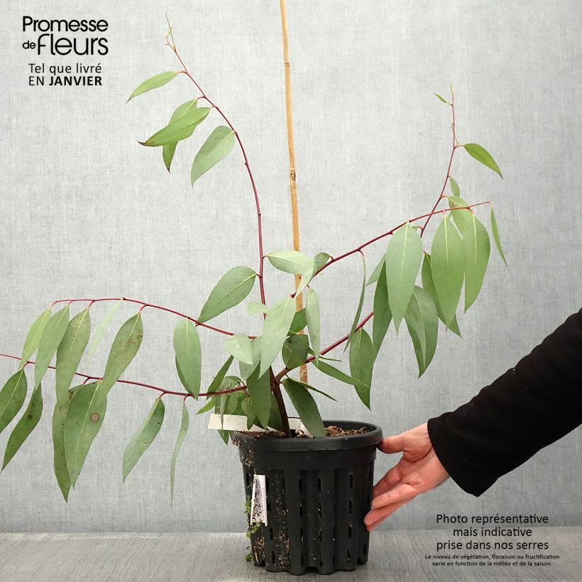 Spécimen de Eucalyptus pauciflora subsp. niphophila Mt Bogong - Gommier des neiges Pot de 4L/5L, Pot anti-chignon tel que livré en hiver