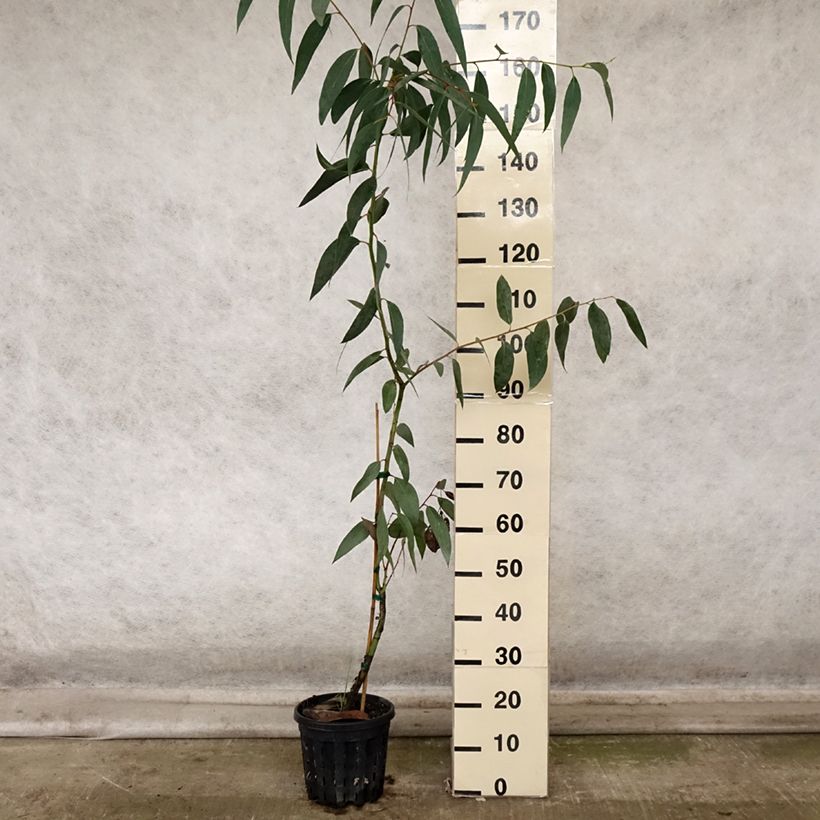 Spécimen de Eucalyptus pauciflora subsp. pauciflora Adaminaby - Gommier des neiges Pot de 4L/5L, Pot anti-chignon tel que livré en automne