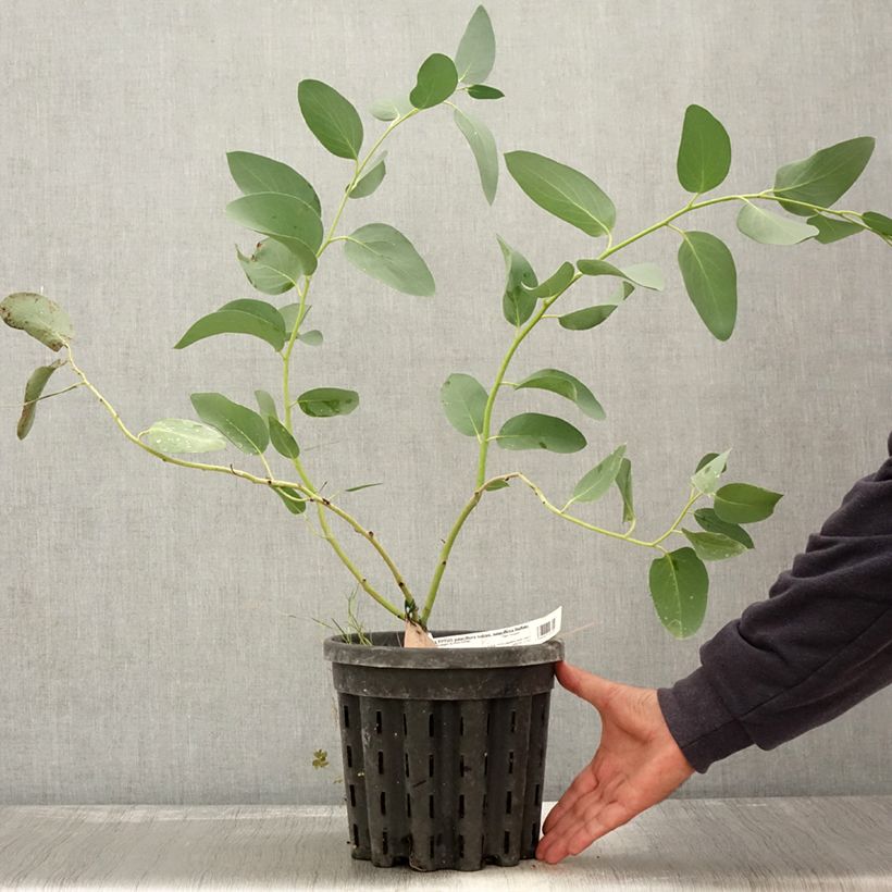 Spécimen de Eucalyptus pauciflora subsp. pauciflora Buffalo - Gommier des neiges Pot de 4L/5L, Pot anti-chignon tel que livré en automne
