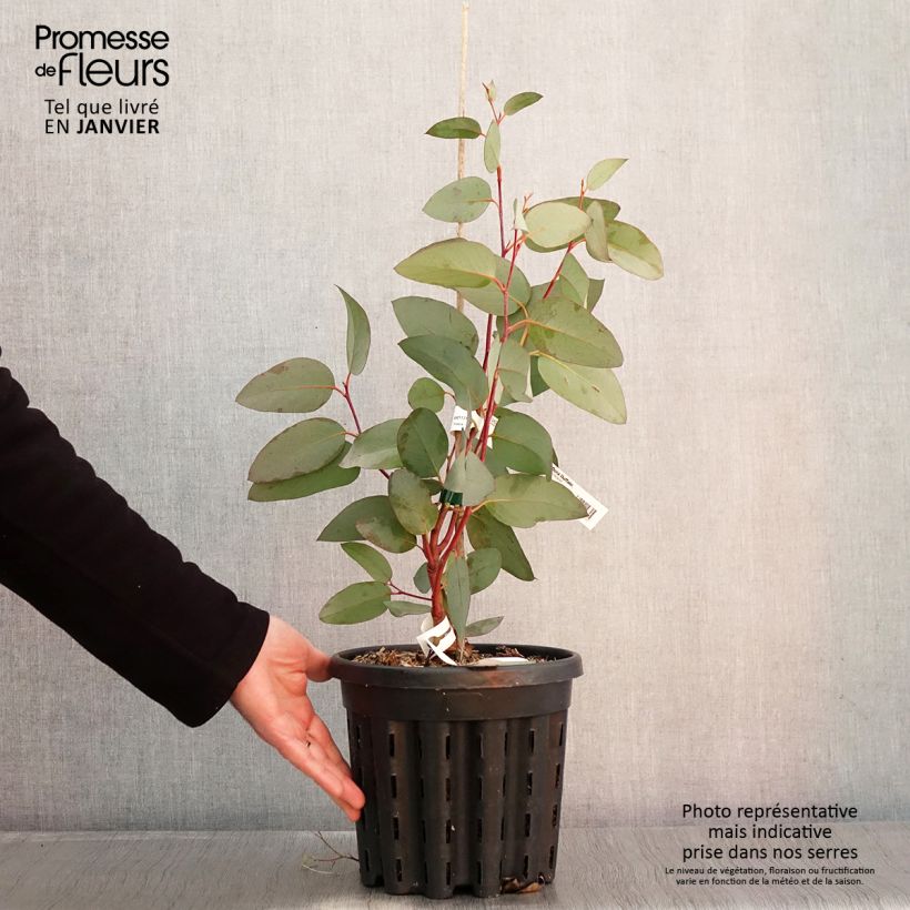 Spécimen de Eucalyptus pauciflora subsp. pauciflora Buffalo - Gommier des neiges Pot de 4L/5L, Pot anti-chignon tel que livré en hiver