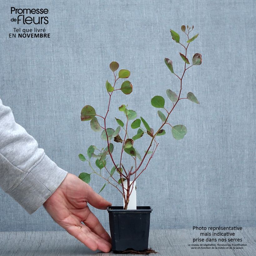 Spécimen de Eucalyptus polyanthemos - Gommier florifère Godet de 8/9 cm tel que livré en automne