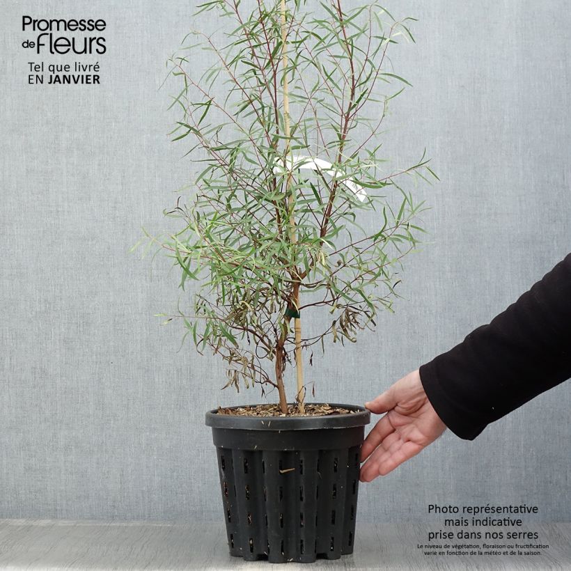 Spécimen de Eucalyptus pulchella - Gommier menthe poivrée blanche Pot de 4L/5L, Pot anti-chignon tel que livré en hiver
