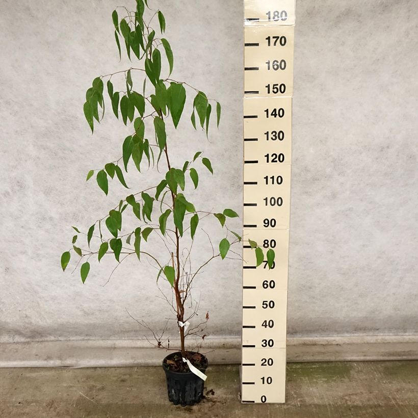 Spécimen de Eucalyptus regnans - Eucalyptus géant, Gommier royal Pot de 4L/5L, Pot anti-chignon tel que livré en automne