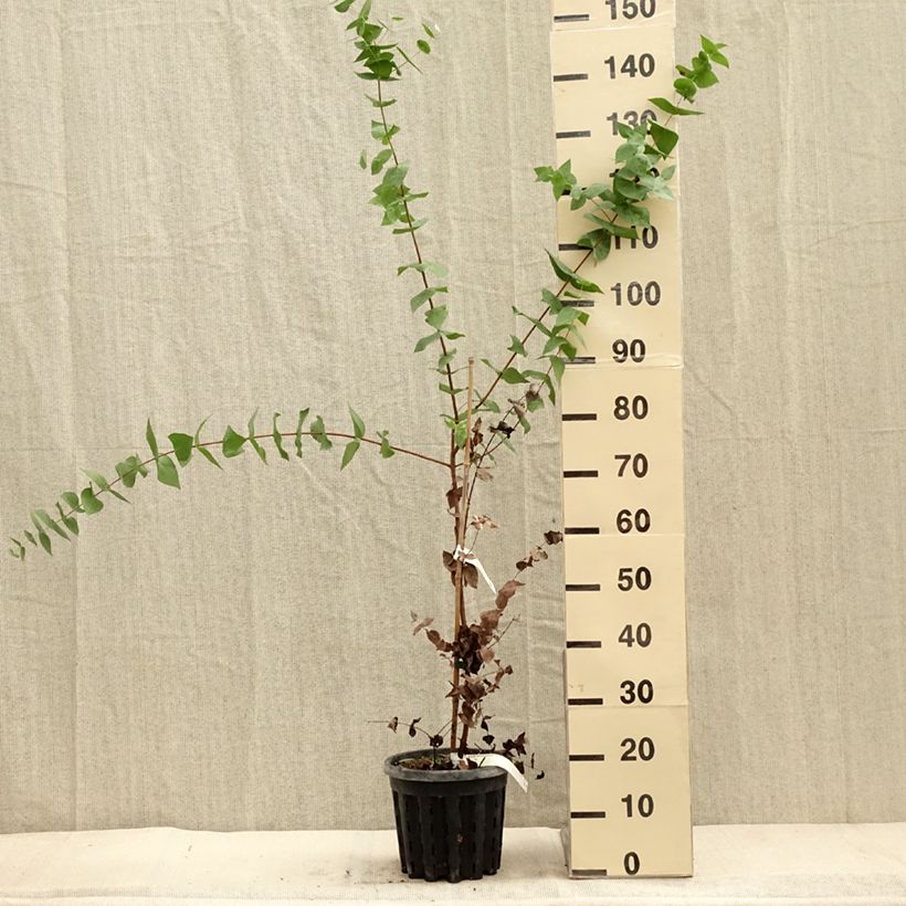 Spécimen de Eucalyptus risdonii - Gommier de Risdon Pot de 4L/5L, Pot anti-chignon tel que livré en automne