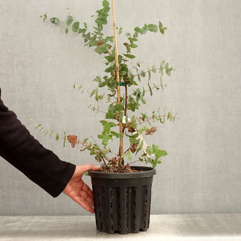 Spécimen de Eucalyptus risdonii - Gommier de Risdon Pot de 4L/5L, Pot anti-chignon tel que livré au printemps