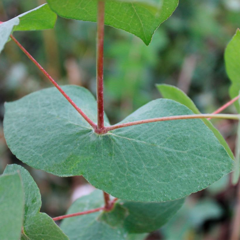 Eucalyptus risdonii - Gommier de Risdon (Feuillage)