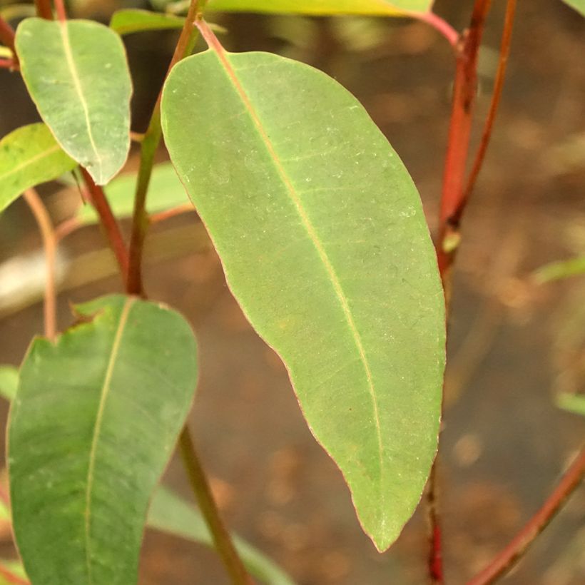 Eucalyptus robusta - Eucalyptus acajou des marais, Gommier robuste (Feuillage)