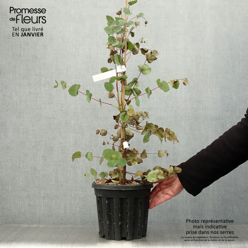 Spécimen de Eucalyptus rubida - Gommier chandelle ou à ruban, Gommier blanc Pot de 4L/5L, Pot anti-chignon tel que livré en hiver