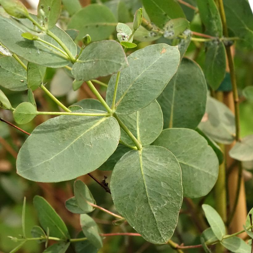 Eucalyptus saxatilis - Mallée des rochers (Feuillage)