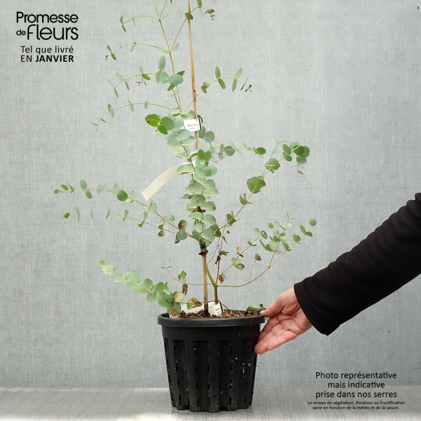 Spécimen de Eucalyptus saxatilis - Mallée des rochers Pot de 4L/5L, Pot anti-chignon tel que livré en hiver
