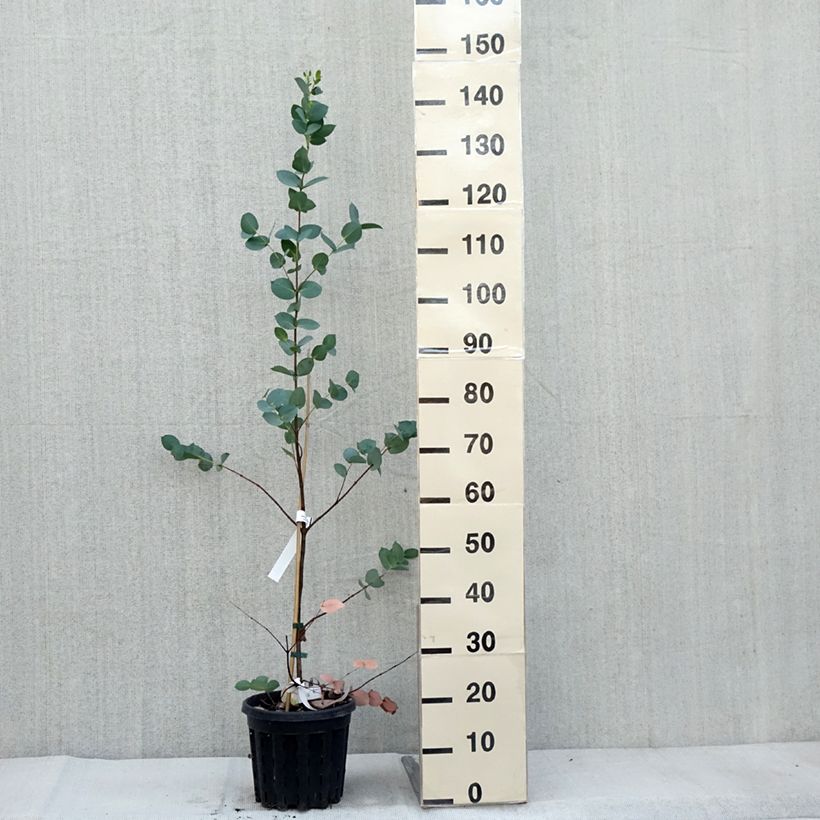 Spécimen de Eucalyptus stellulata Pot de 3L/4L, 40/60 tel que livré en automne