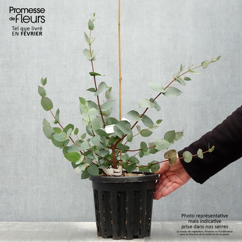 Spécimen de Eucalyptus stellulata Pot de 3L/4L, 40/60 tel que livré en hiver