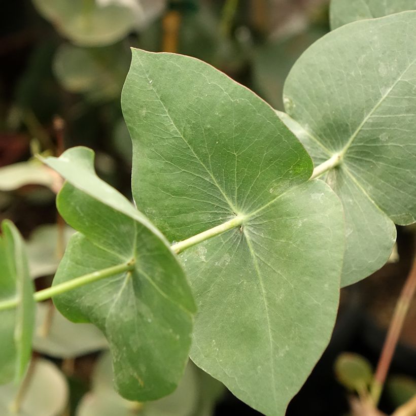 Eucalyptus sturgissiana - Mallée d'Ettrema (Feuillage)