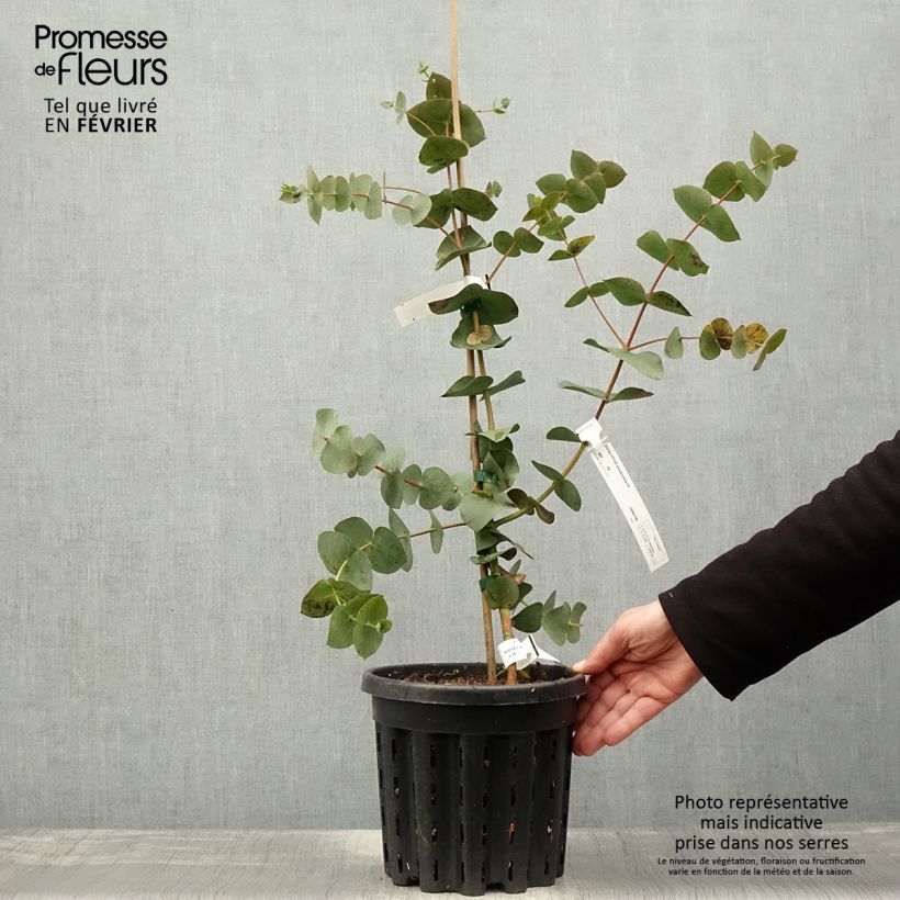 Spécimen de Eucalyptus sturgissiana - Mallée d'Ettrema Pot de 4L/5L, Pot anti-chignon tel que livré en hiver