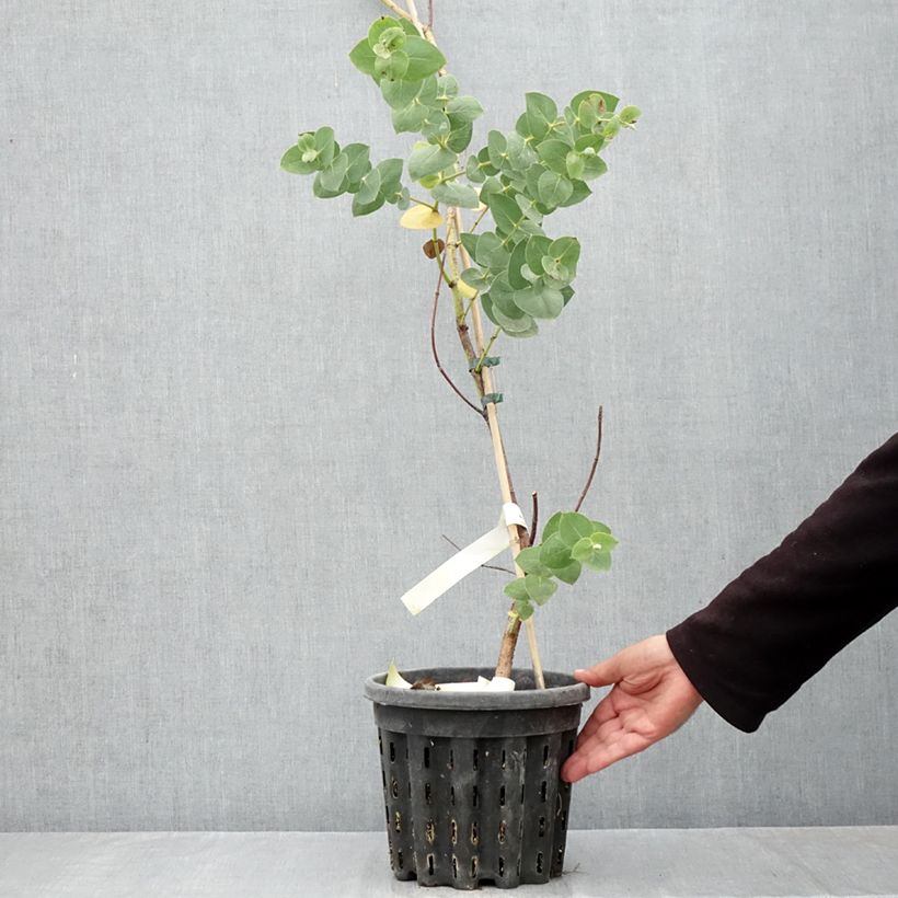 Spécimen de Eucalyptus sturgissiana - Mallée d'Ettrema Pot de 4L/5L, Pot anti-chignon tel que livré en automne