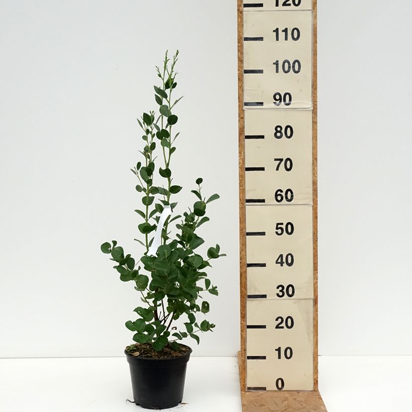 Spécimen de Eucalyptus subcrenulata - Gommier jaune alpin de Tasmanie Pot de 4L/5L, Pot anti-chignon tel que livré en automne