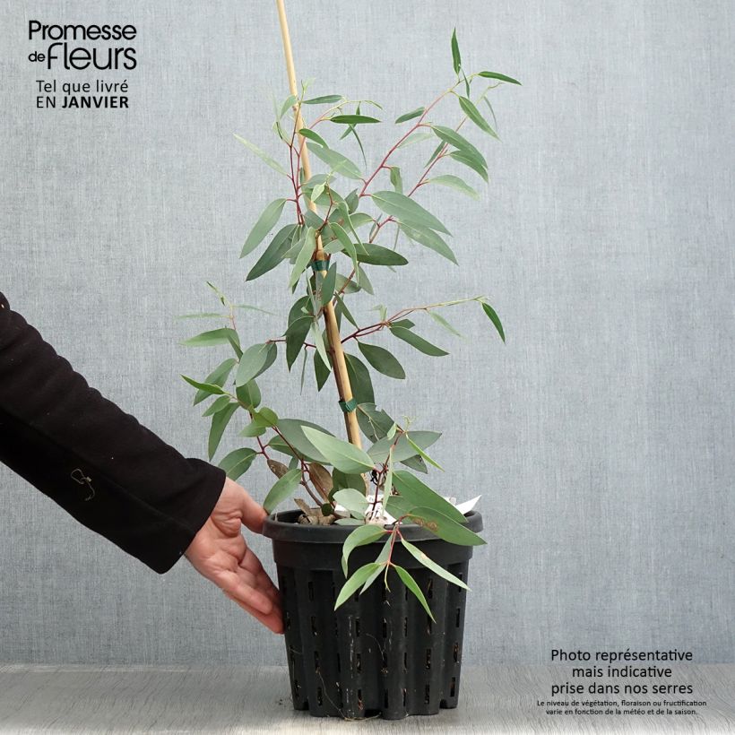 Spécimen de Eucalyptus tetraptera - Mallée à quatre ailes ou à fruits carrés Pot de 4L/5L, Pot anti-chignon tel que livré en hiver