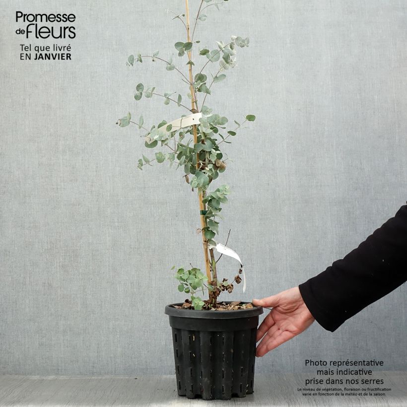 Spécimen de Eucalyptus urnigera forme glauque - Gommier à urnes Pot de 4L/5L, Pot anti-chignon tel que livré en hiver