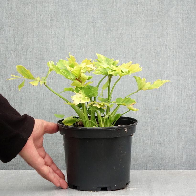 Spécimen de Eucomis comosa Can Can - Fleur ananas Pot de 3L/4L calibre 18/20 tel que livré en automne